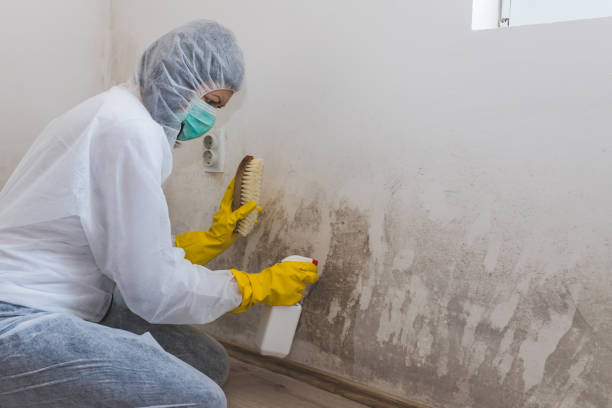 Professional Mold Remediation in Hughesville, MD