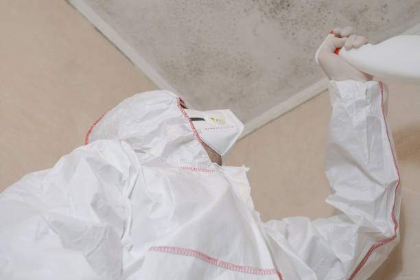 Best DIY Mold Remediation Support Services in Hughesville, MD