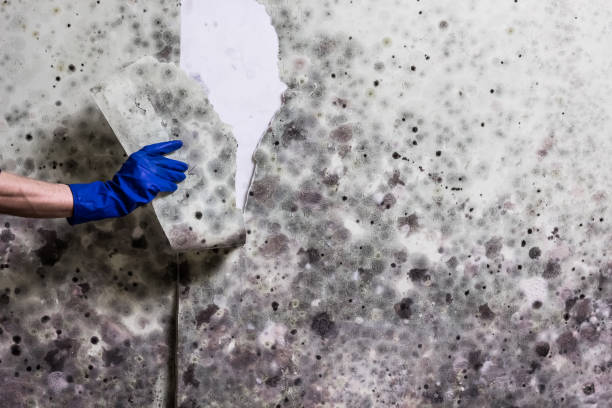 Best Insurance-Related Mold Remediation in Hughesville, MD
